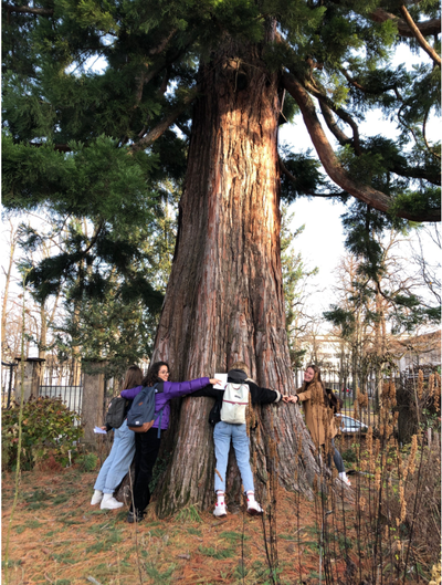 tree hug