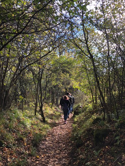 Through the forest