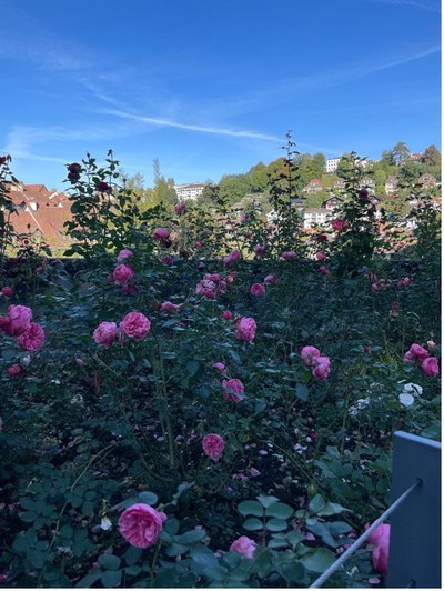 Rosen