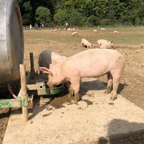 Mathis-Hof Bottmingen. Vergrösserte Ansicht